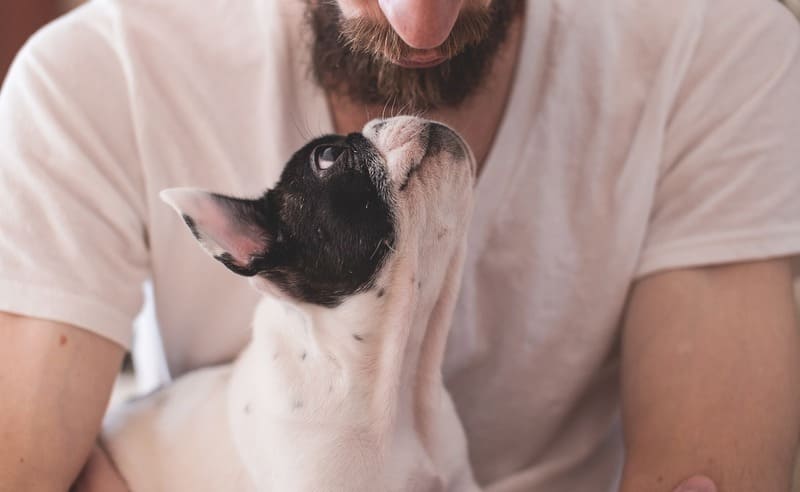 Amore a quattro zampe